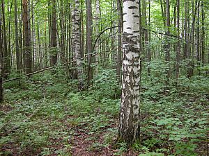 Берёза в лесу на фоне леса
