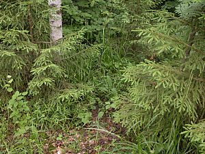 Лесной уголок - ёлки и берёза