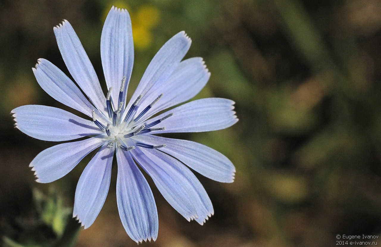 2 апреля 2014. Израиль. Цветок с горы Гильбоа