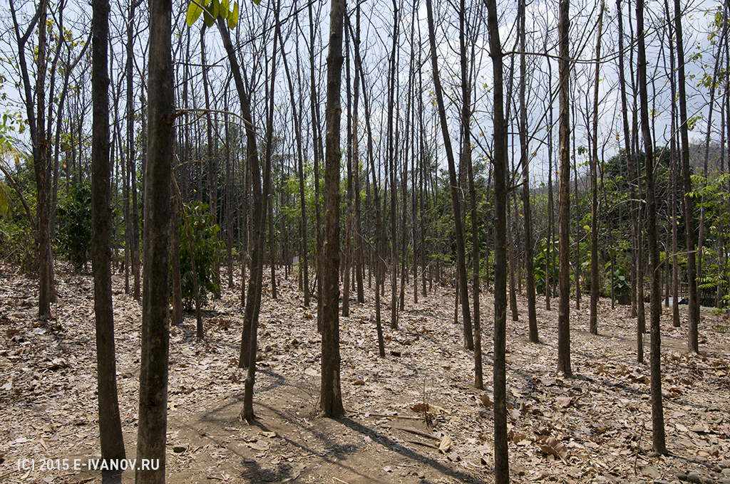 Бали, нет воды в лесах - засуха